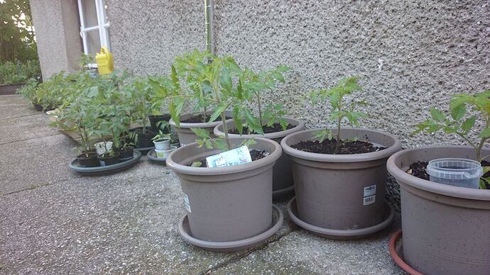 Tomatenpflanzen_18.Mai14_m2.jpg