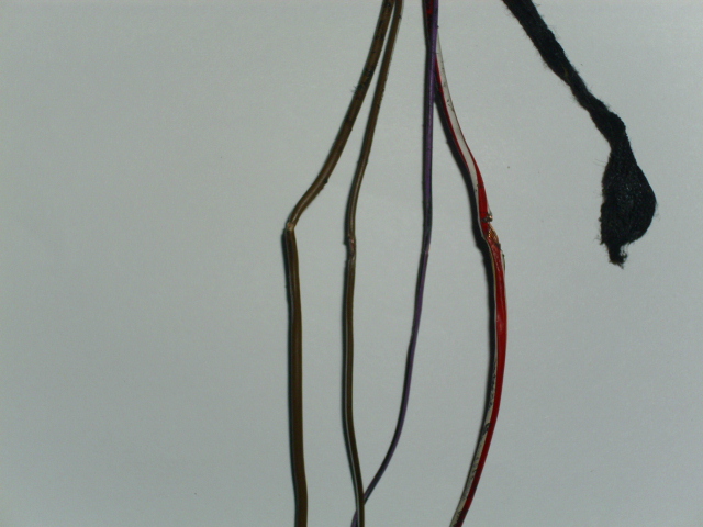 DSCI0897.JPG